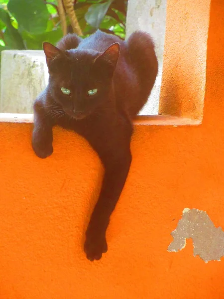 Eine Schöne Grünäugige Schwarze Katze Auf Einer Orangefarbenen Wand — Stockfoto