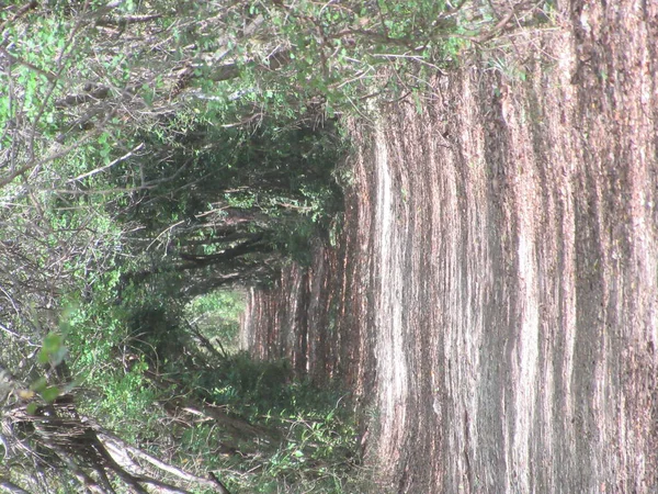 Árvores Formam Túnel Natural — Fotografia de Stock