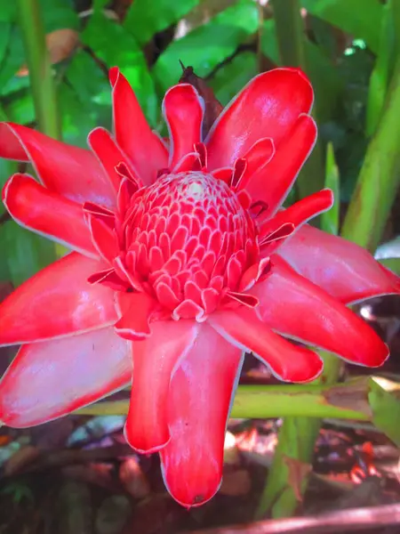 Красива Рожева Тропічна Квітка — стокове фото