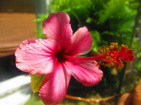 Une Fleur Hibiscus Rose — Photo