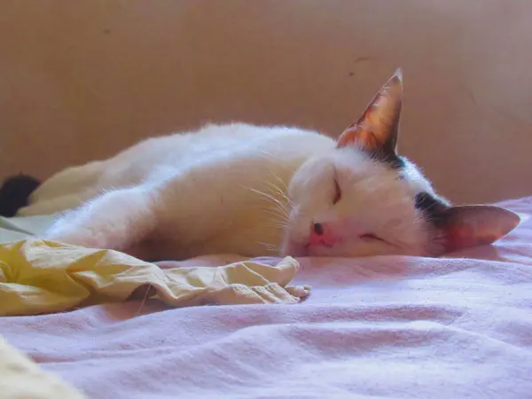 Hermoso Gato Blanco Duerme —  Fotos de Stock