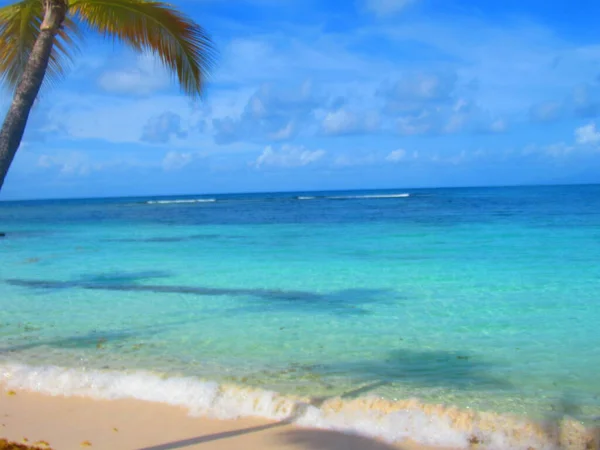 Palm Tree White Sand Beach Front Heavenly Turquoise Sea — Stock Photo, Image