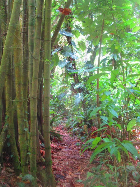 Eine Unbefestigte Straße Durchquert Den Üppigen Regenwald Und Bambus — Stockfoto