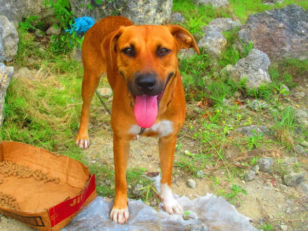 Güzel Mutlu Kahverengi Bir Köpek Tarlada Duruyor — Stok fotoğraf