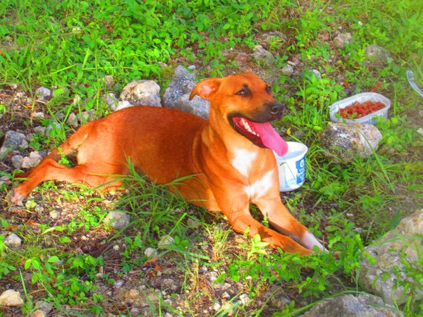 Güzel Kahverengi Bir Köpek Tarlada Yatıyor — Stok fotoğraf