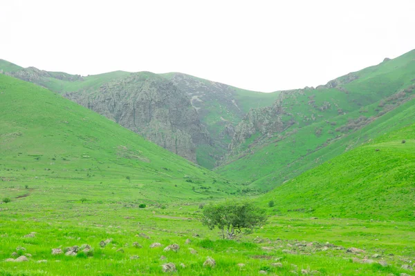 Berge Und Einsamer Baum Hintergrund — Stockfoto