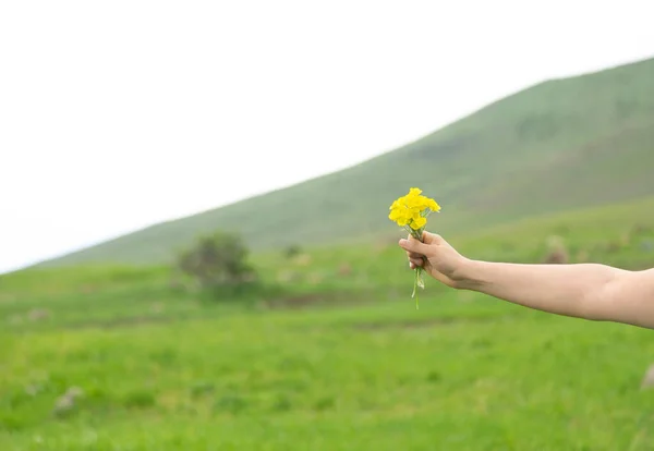 Žena Ruka Žluté Květy Přírodě — Stock fotografie