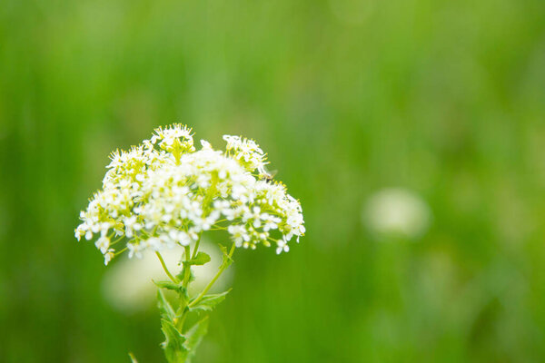 white flower in green grass landscape background