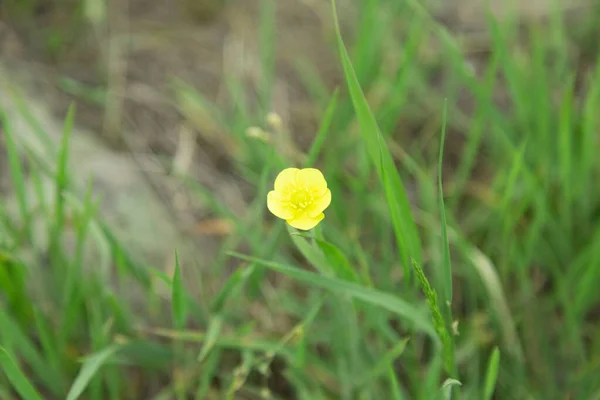 Gelbe Blume Der Grünen Landschaft Hintergrund — Stockfoto