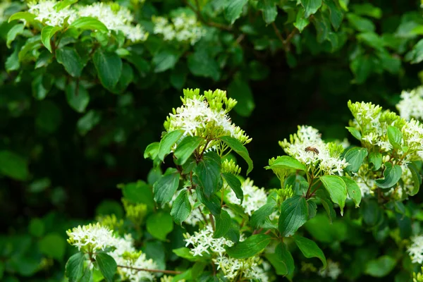 Weiße Blume Grünen Gras Landschaft Hintergrund — Stockfoto