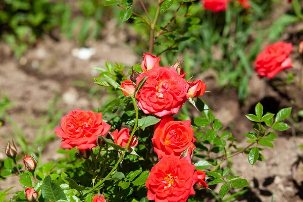 Rosa Oder Rote Rosen Garten Hintergrund — Stockfoto