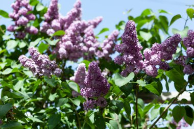 Bahçedeki ağaçta leylak