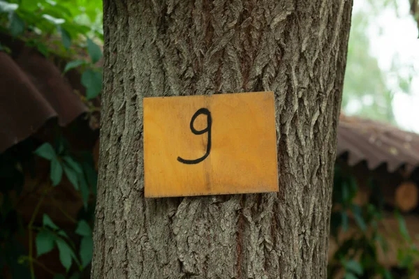 Baum Nummer Neun Wurde Ausgewählt Und Markiert — Stockfoto