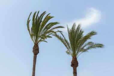 Tatil konsepti. Yazın arka planda mavi gökyüzü olan iki yeşil palmiye.