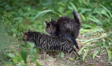 Komik kediler yeşil bahçede avlanır. Parkta iki sevimli kedi yavrusu oynuyor..