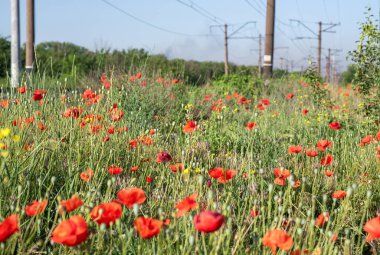 Demiryolu yakınlarında kırmızı gelincikli manzara. Demiryolu boyunca açmakta olan gelincikler ve kır çiçekleri.