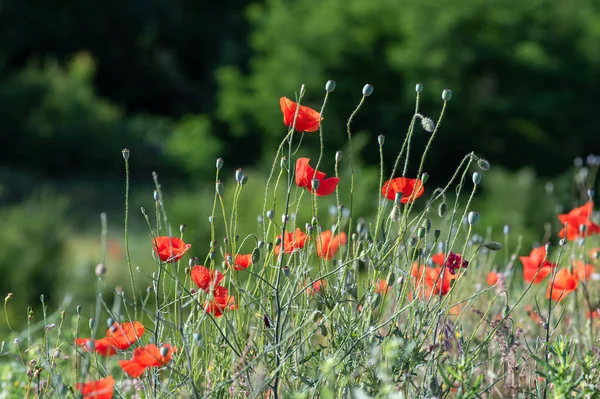 与红罂粟的景观特写 山坡上美丽的红罂粟盛开 田野或草地上盛开的野花 — 图库照片