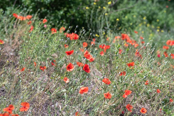 Landschaft Mit Roten Mohnblumen Großaufnahme Schöne Blüte Der Roten Mohnblumen — Stockfoto