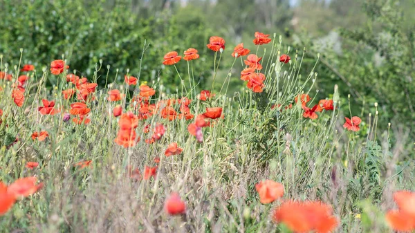 与红罂粟的景观特写 山坡上美丽的红罂粟盛开 田野或草地上盛开的野花 — 图库照片