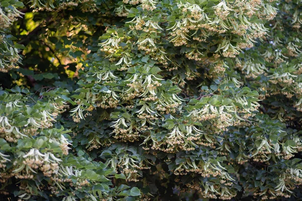 Blooming branchs linden tree outdoors on a sunny day. Small-leaved linden Tilia. The healing properties of linden flower tea.