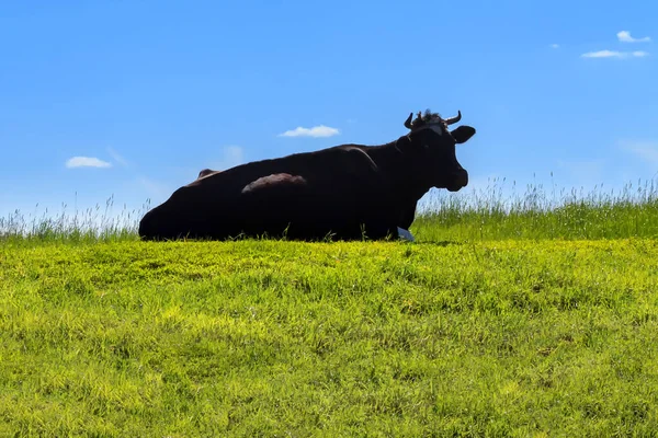 Dark silhouette of a cow lying on green grass against the background of a bright blue sky with clouds on a sunny summer day