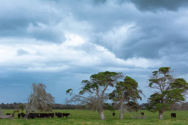 Storm in the countryside with black cows