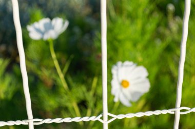 Gün batımında bahçedeki beyaz telin arkasında beyaz çiçek