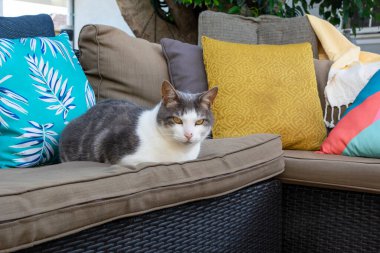 Gri ve beyaz kedi, sarı gözlü, renkli yastıklar arasında koltukta uzanan