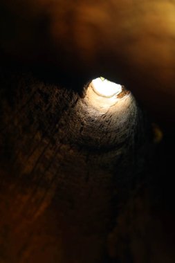 Çeşitli ulusal parklarda ve bahçelerde çeşitli ağaçlar bulundu.