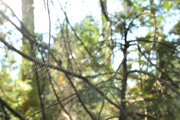 Divers Arbres Trouvés Dans Divers Parcs Nationaux Jardin — Photo