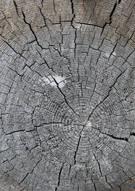 Eski ahşap doku doğal desenleri ile. Eski ağaç kesiti