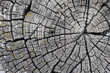 Eski ahşap doku doğal desenleri ile. Eski ağaç kesiti