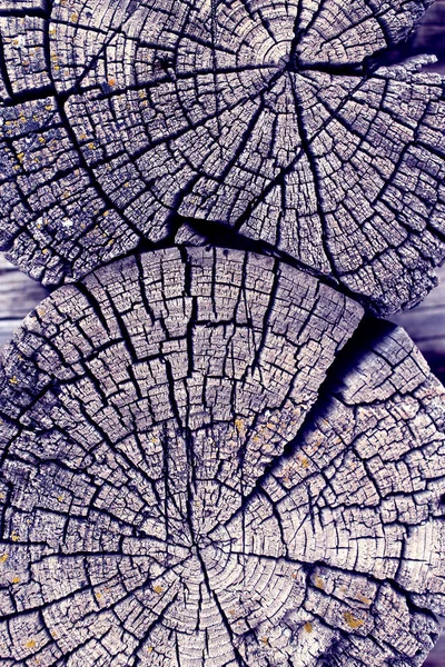 Eski ağaç kesiti. Ahşap tahta doku duvar seçili rengi ile arka plan. Parlak bir doku ile eski bir ahşap duvar arka plan. ultraviyole boya