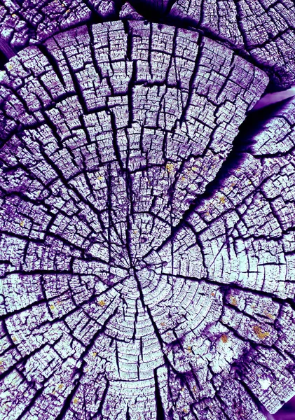 Eski ağaç kesiti. Ahşap tahta doku duvar seçili rengi ile arka plan. Parlak bir doku ile eski bir ahşap duvar arka plan. ultraviyole boya