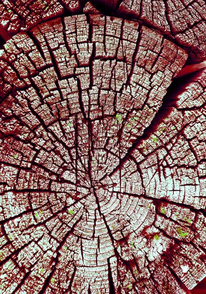 Eski ağaç kesiti. Ahşap tahta doku duvar seçili rengi ile arka plan. Parlak bir doku ile eski bir ahşap duvar arka plan. ultraviyole boya