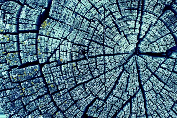 Eski ağaç kesiti. Ahşap tahta doku duvar seçili rengi ile arka plan. Parlak bir doku ile eski bir ahşap duvar arka plan. ultraviyole boya