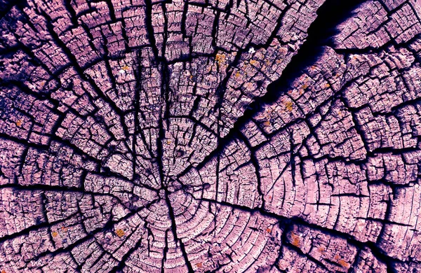 Eski ağaç kesiti. Ahşap tahta doku duvar seçili rengi ile arka plan. Parlak bir doku ile eski bir ahşap duvar arka plan. ultraviyole boya