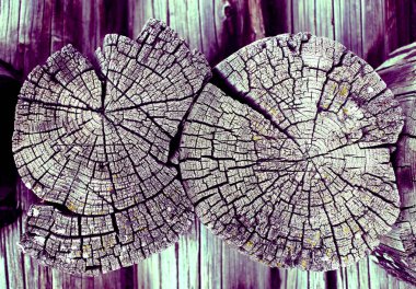 Parlak bir doku ile eski bir ahşap duvar arka plan. Ahşap tahta doku duvar seçili rengi boya ultraviyole ile arka plan. Eski ağaç kesiti