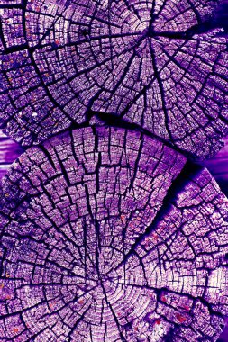 Parlak bir doku ile eski bir ahşap duvar arka plan. Ahşap tahta doku duvar seçili rengi boya ultraviyole ile arka plan. Eski ağaç kesiti