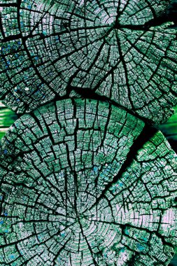 Parlak bir doku ile eski bir ahşap duvar arka plan. Ahşap tahta doku duvar seçili rengi boya ultraviyole ile arka plan. Eski ağaç kesiti