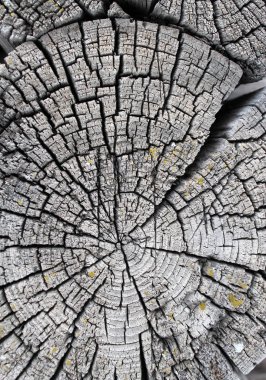 Eski ahşap doku doğal desenleri ile. Eski ağaç kesiti. koyu renkli ahşap dokusu. doğal arka plan. boş şablon