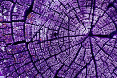 Parlak bir doku ile eski bir ahşap duvar arka plan. Ahşap tahta doku duvar seçili rengi boya ultraviyole ile arka plan. Eski ağaç kesiti