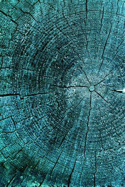 Parlak bir doku ile eski bir ahşap duvar arka plan. Ahşap tahta doku duvar seçili rengi boya ultraviyole ile arka plan. Eski ağaç kesiti