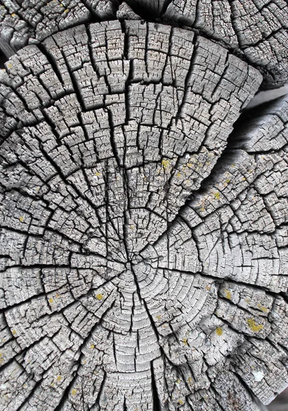 Eski ahşap doku doğal desenleri ile. Eski ağaç kesiti. koyu renkli ahşap dokusu. doğal arka plan. boş şablon