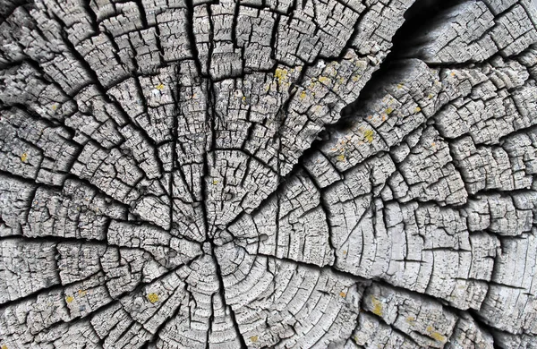 Textura Madera Vieja Con Patrones Naturales Corte Transversal Del Viejo —  Fotos de Stock