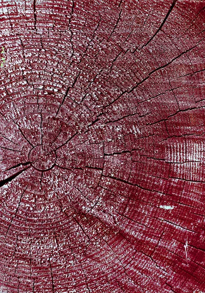 Parlak bir doku ile eski bir ahşap duvar arka plan. Ahşap tahta doku duvar seçili rengi boya ultraviyole ile arka plan. Eski ağaç kesiti