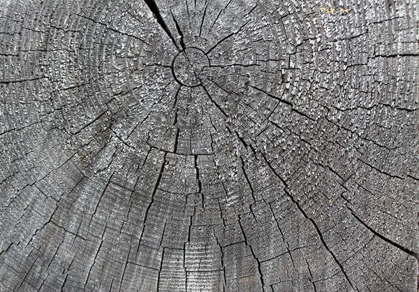 Den Gamla Trä Texturen Med Naturlig Mönster Tvärsnitt Det Gamla — Stockfoto