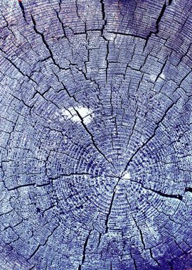 Parlak bir doku ile eski bir ahşap duvar arka plan. Ahşap tahta doku duvar seçili rengi boya ultraviyole ile arka plan. Eski ağaç kesiti