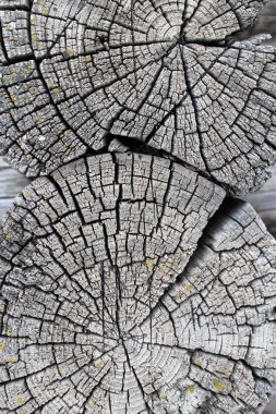 Eski ahşap doku doğal desenleri ile. Eski ağaç kesiti. koyu renkli ahşap dokusu. doğal arka plan. boş şablon