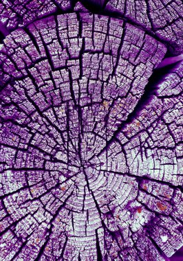 Parlak bir doku ile eski bir ahşap duvar arka plan. Ahşap tahta doku duvar seçili rengi boya ultraviyole ile arka plan. Eski ağaç kesiti